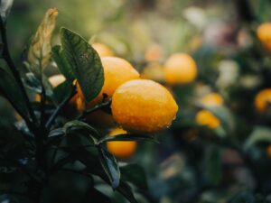 Close-Up Of Lemons On Tree