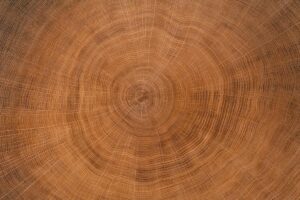 Annual Tree Rings Texture of Oak Tree Trunk Slice